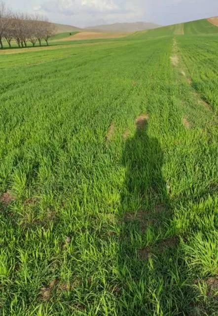 نیم هکتار زمین آبی کشاورزی روستای همیانک