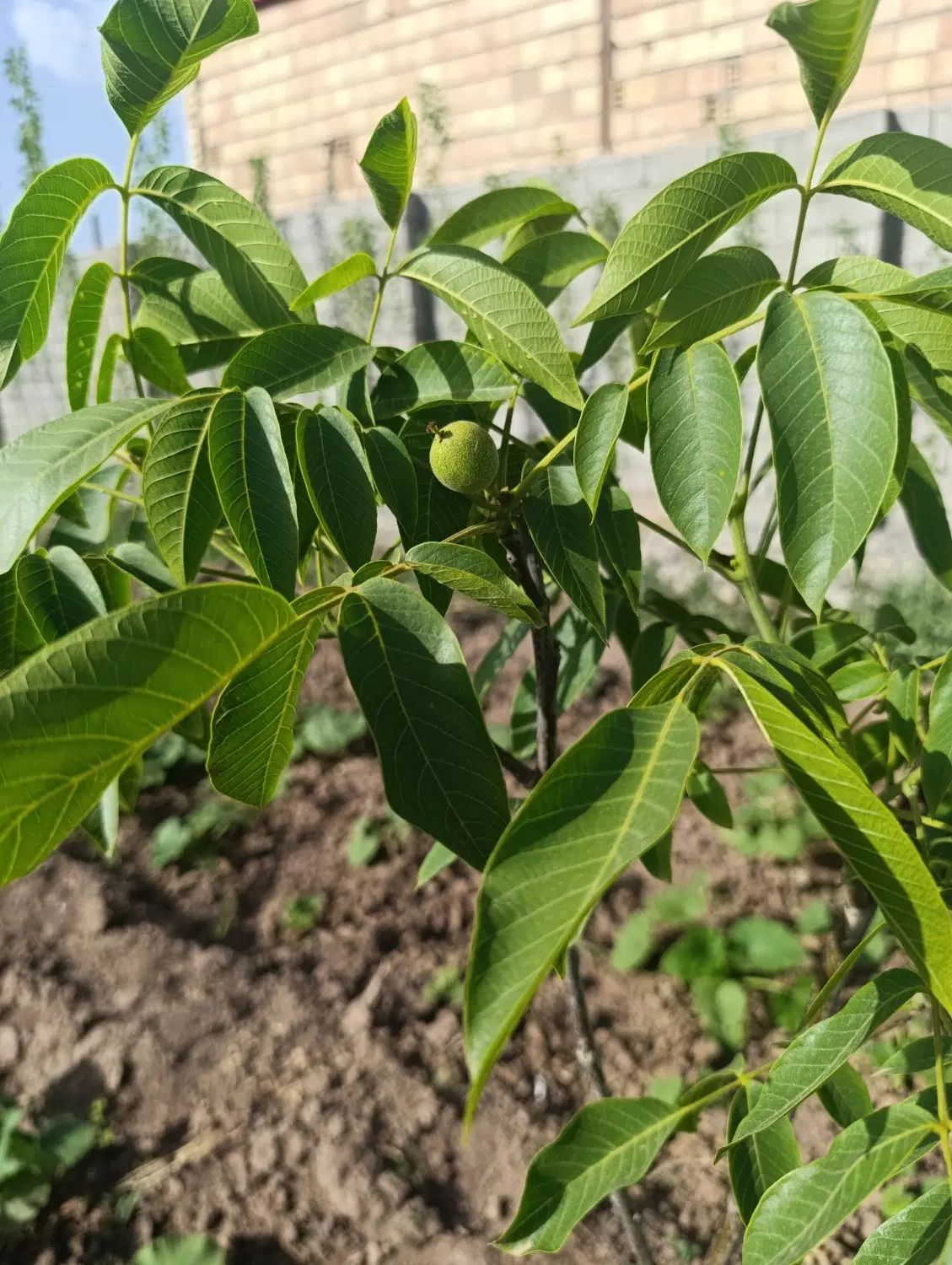 زمین باغ به مساحت ۷۵۰ متر
