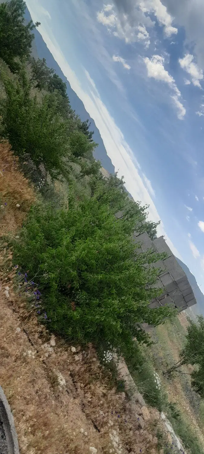 باغشهرسیب رضا