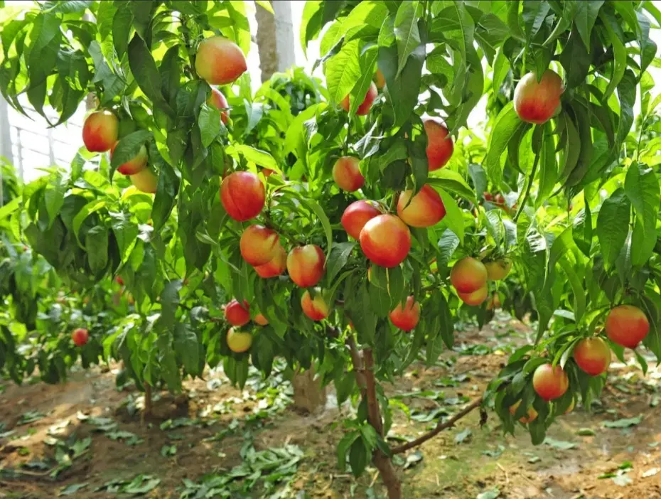 باغ
