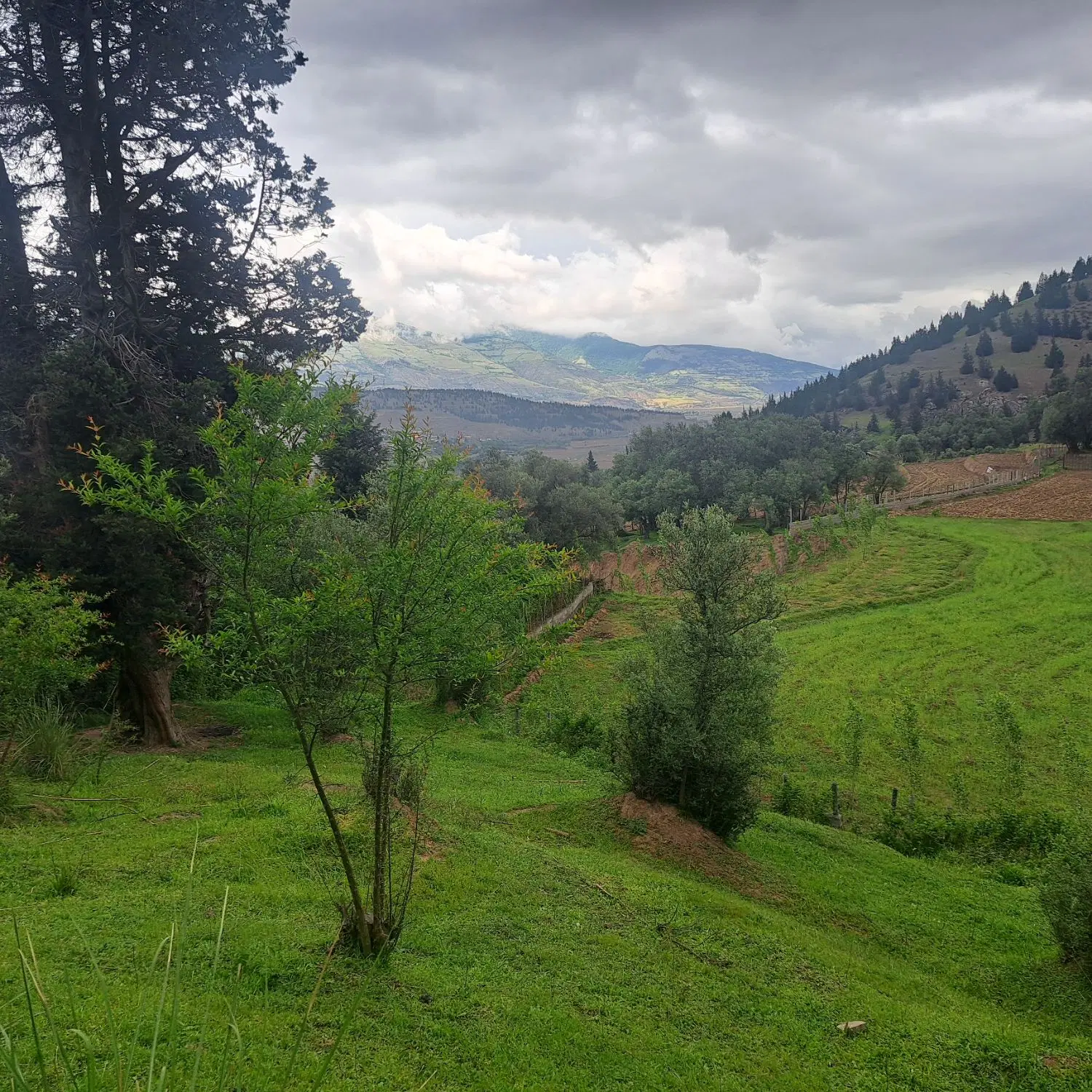 ۱۰۰۰ متر زمین باغی