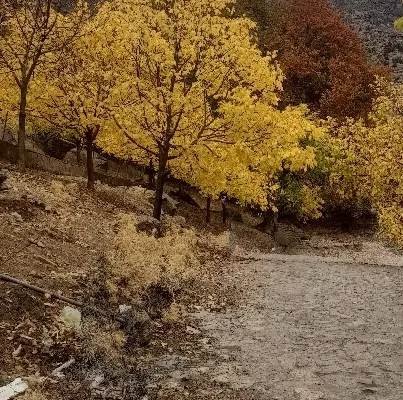 باغ