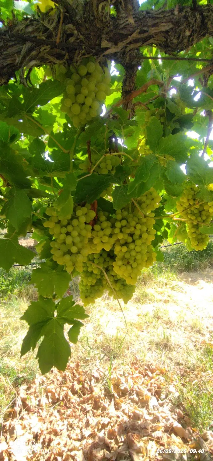 باغ انگور