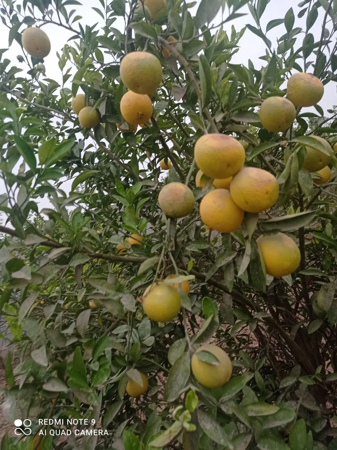 فروش باغچه ی زیبای خوش قواره