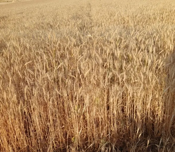 زمین برای گندم و نخود اجاره ایی