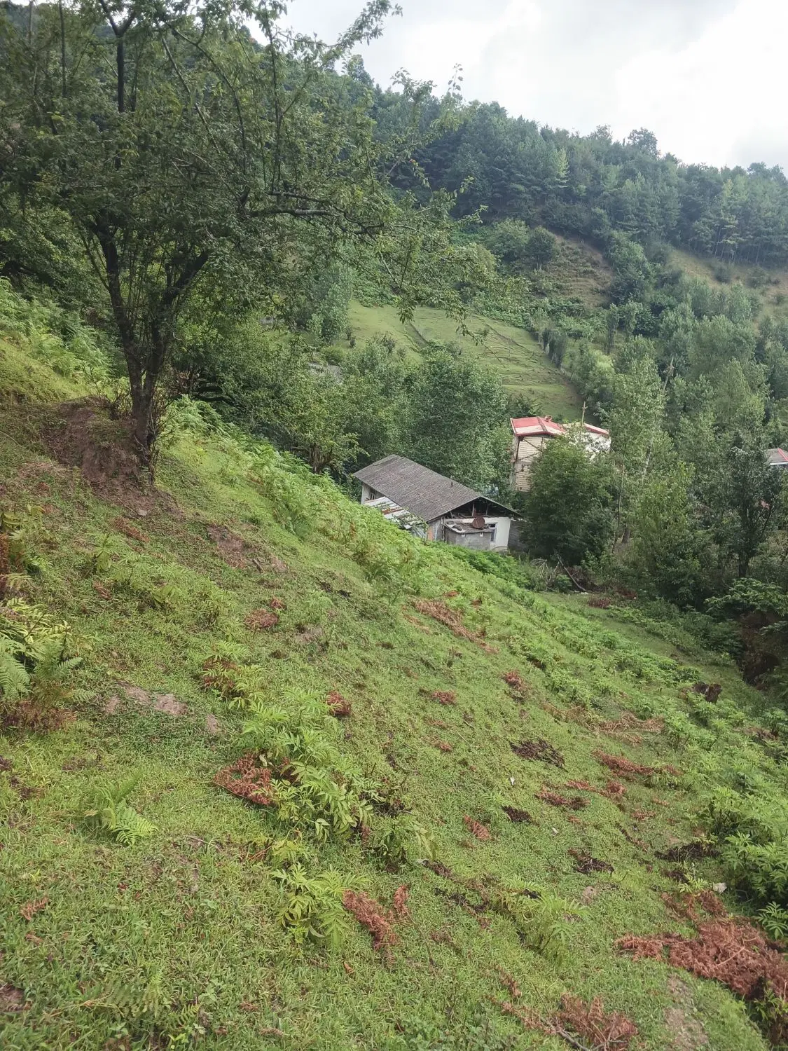 زمین مسکونی  و باغ