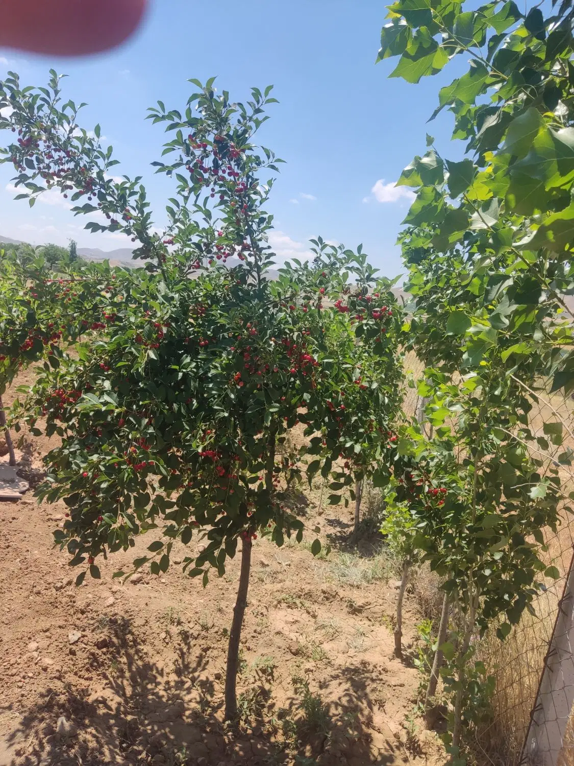 فروش خانه باغی  400000000