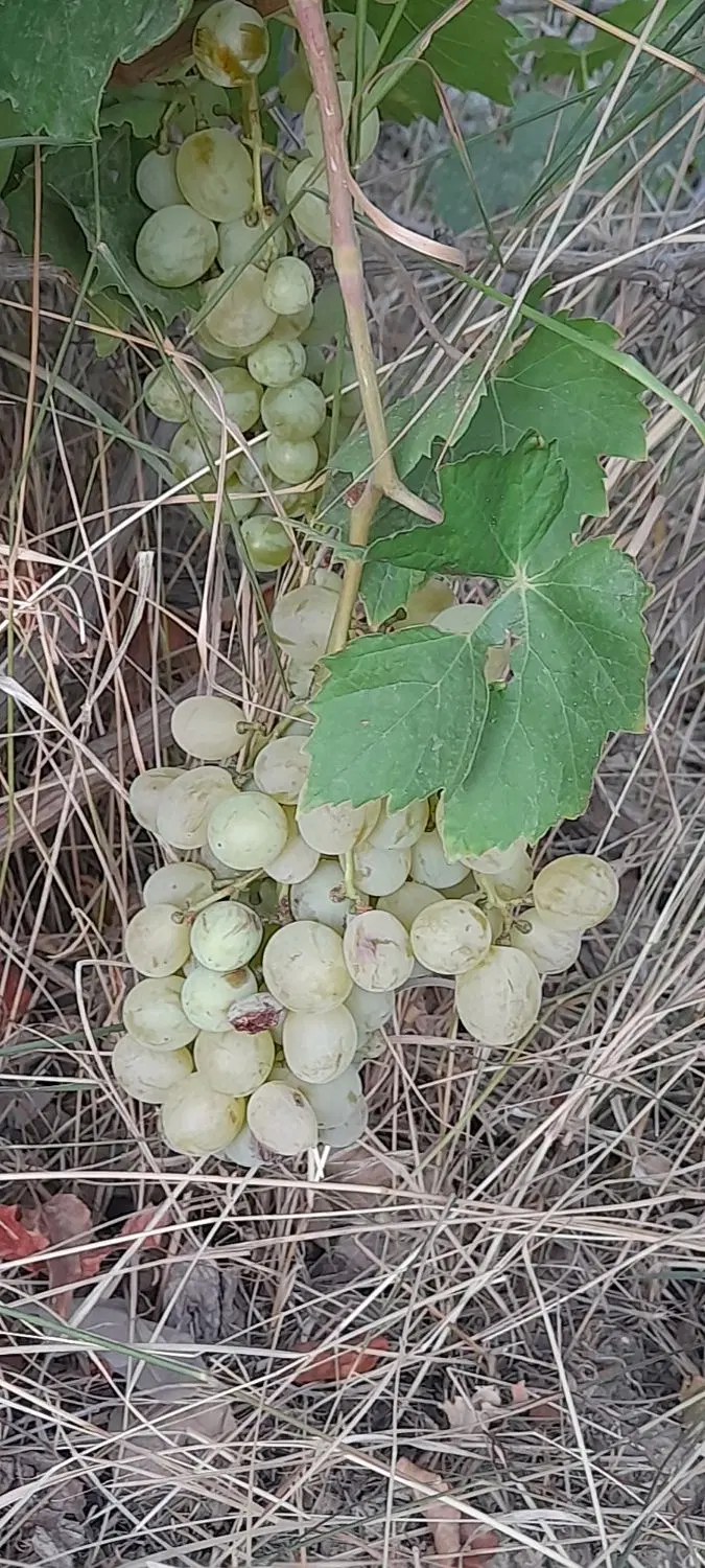 باغ در گوتلان