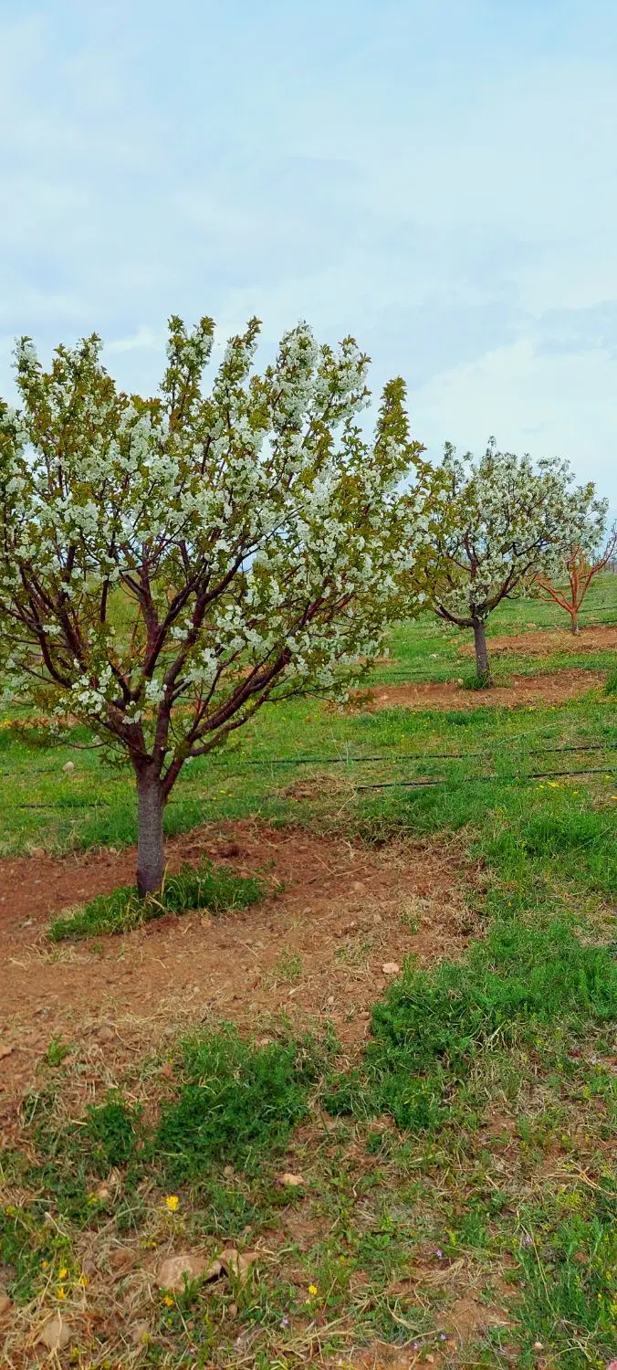 ۸۰۰متر باغ قطره ای مجوزدار بارده در ۲کیلومتری اهر