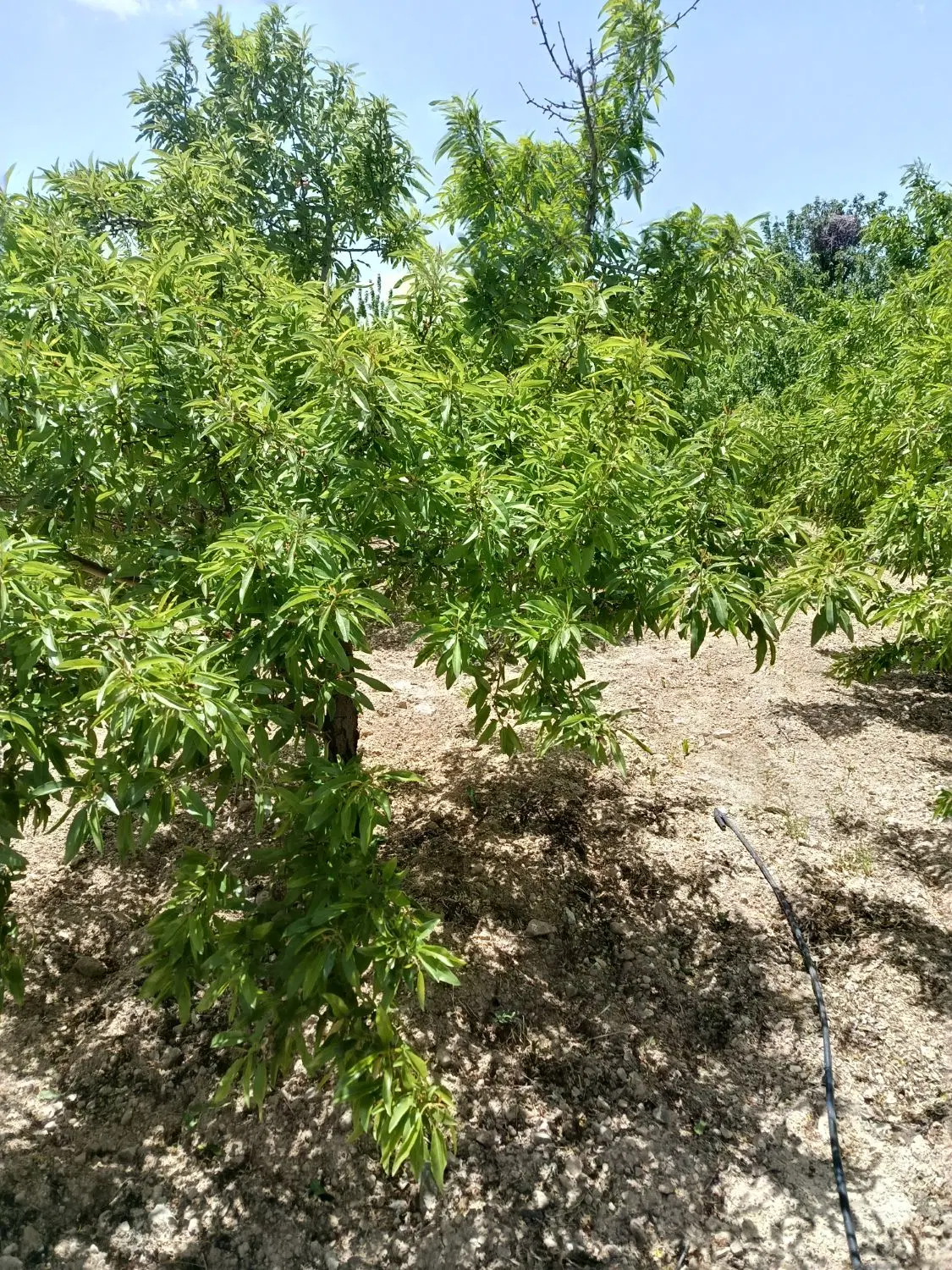 باغچه بادام مامایی