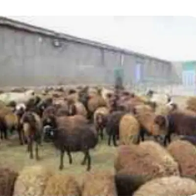 اجاره برا دامداری،انباری و اسب در شوکت آباد