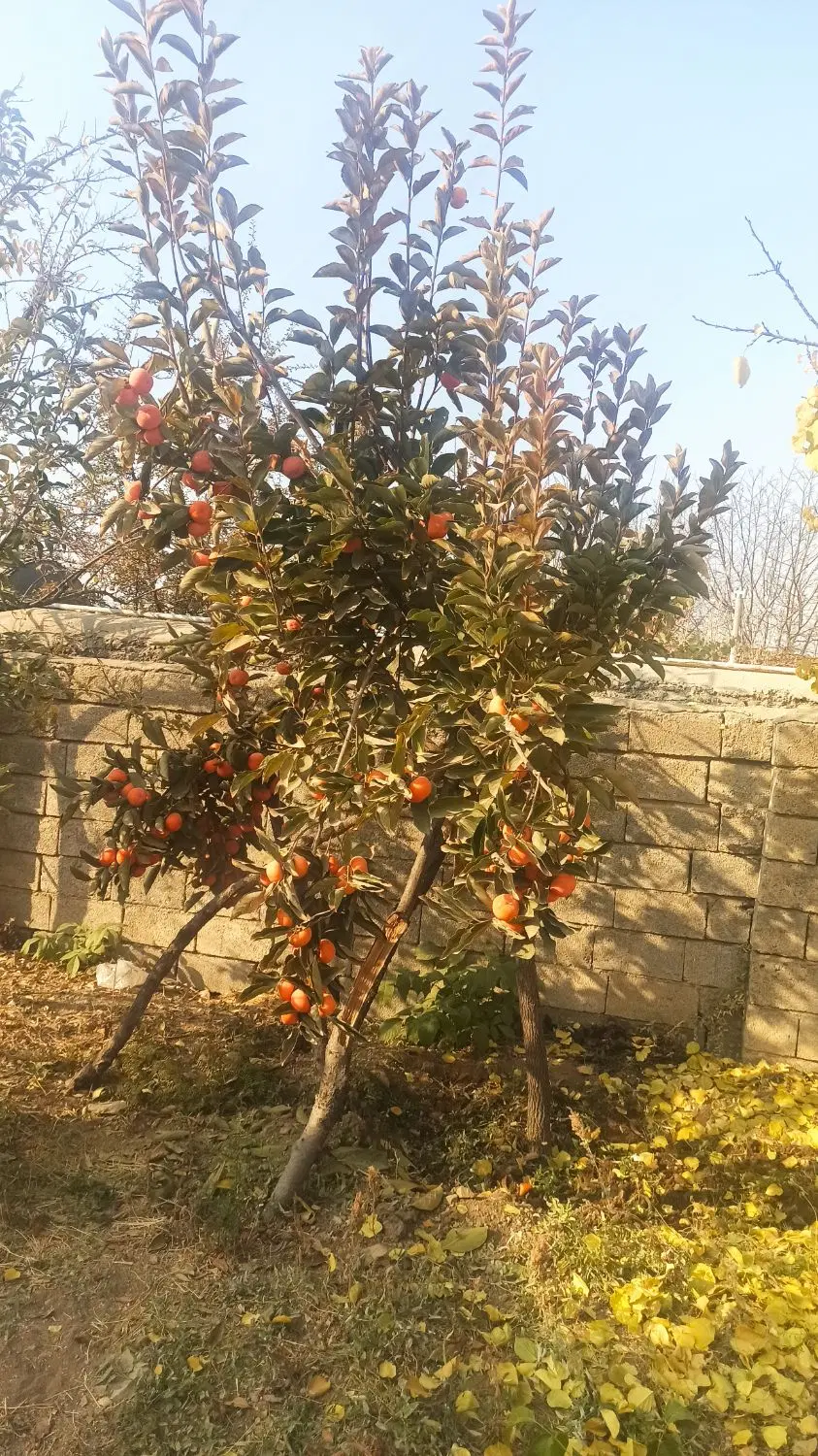 زمین باغی
