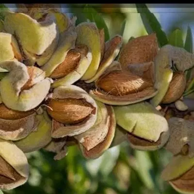 باغ بادام