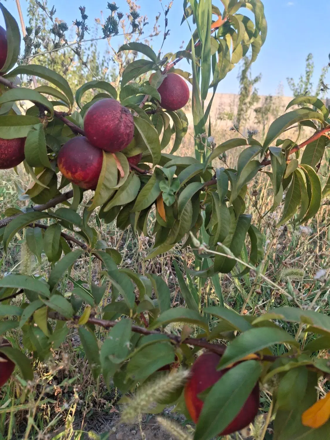 فروش باغ در روستای هلان بستان آباد