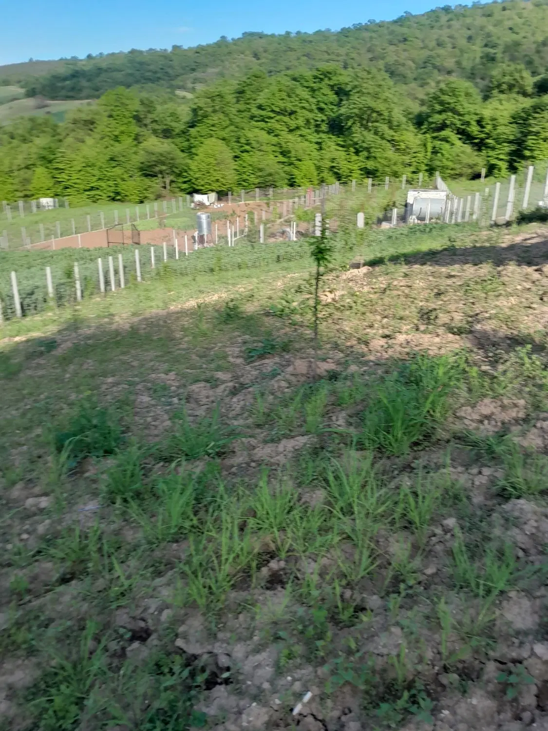 زمین باغی روستای نومل