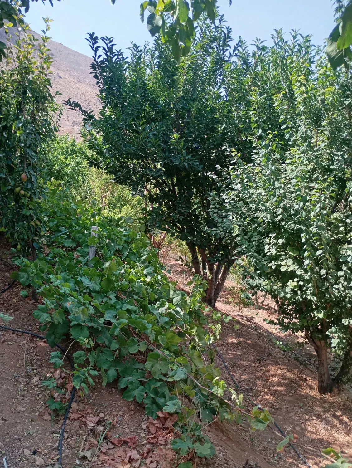 باغ طرح عمان