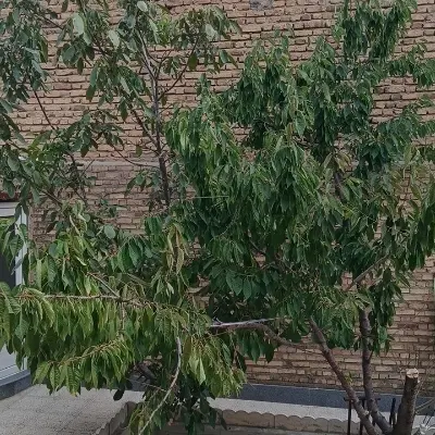 فروش ۳۳۰ متر زمین جلوی قزل قیه