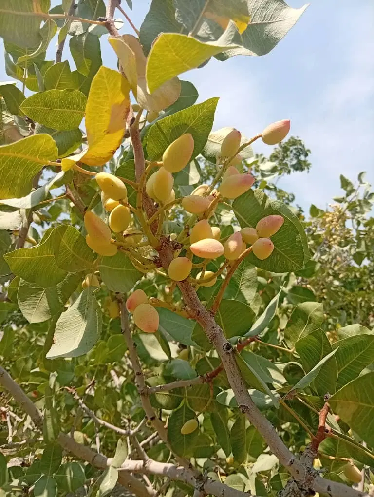 فروش  زمین باغشهری