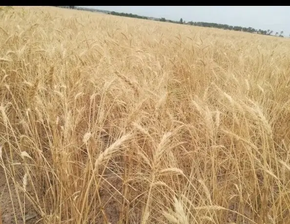 زمین کشاورزی