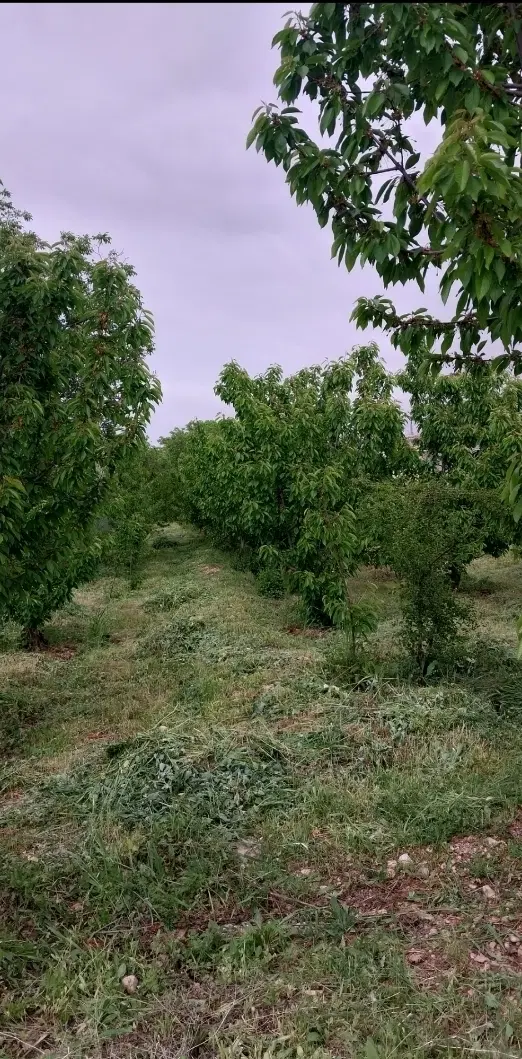 باغ مطرانلو فروشی