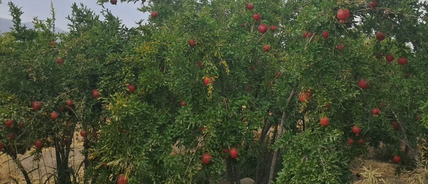 باغ انار بادام و انجیر پر از درختان مثمر و بارده