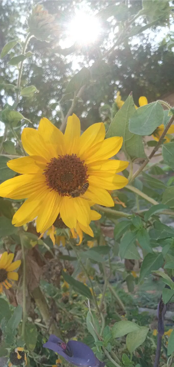 زمین برای کشت جو دیمی..بشی