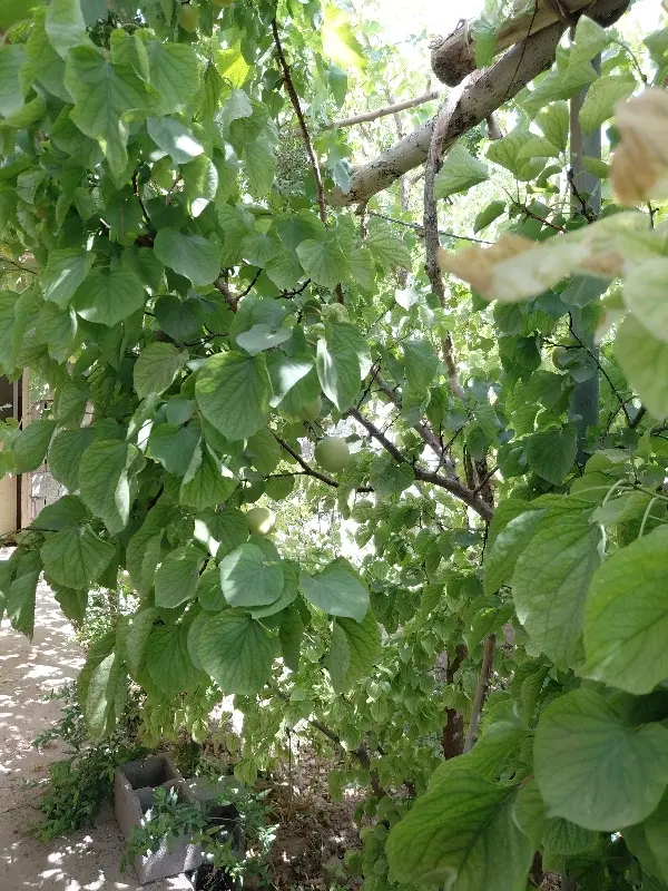باغ‌مهریز‌خورمیز‌سفلی