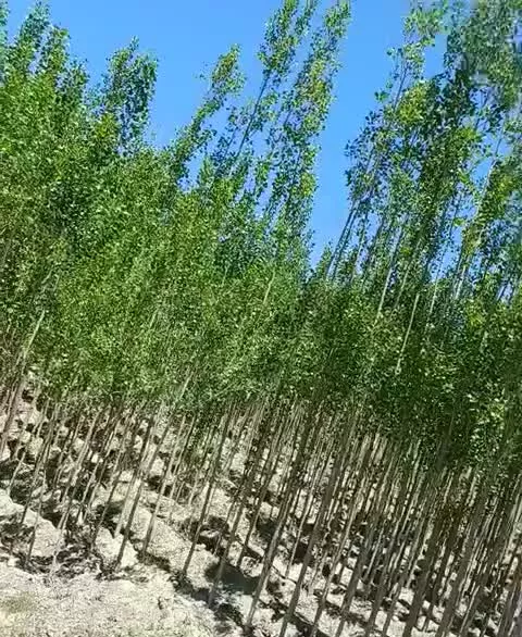 باغ چهار ساله در گلمغان ، با ۸۵۰ اصله درخت صنوبر