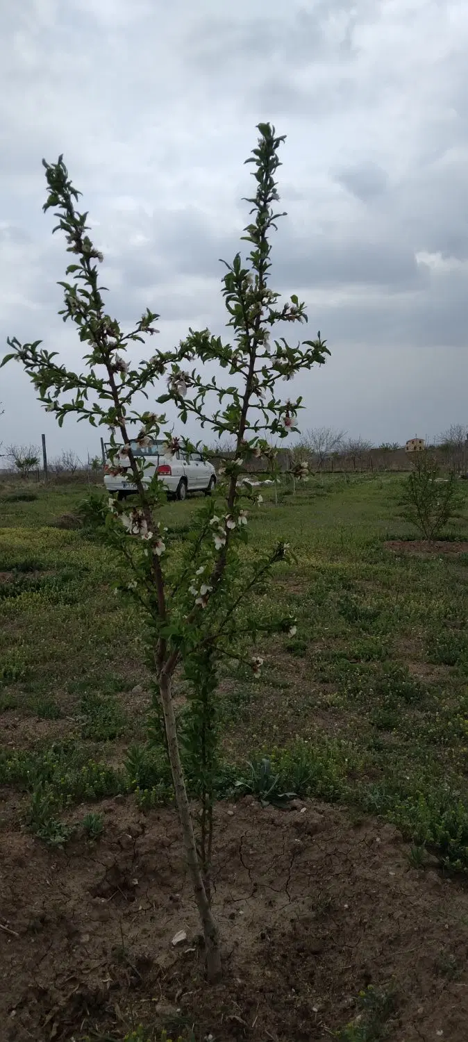باغ در میانچال نجم اباد