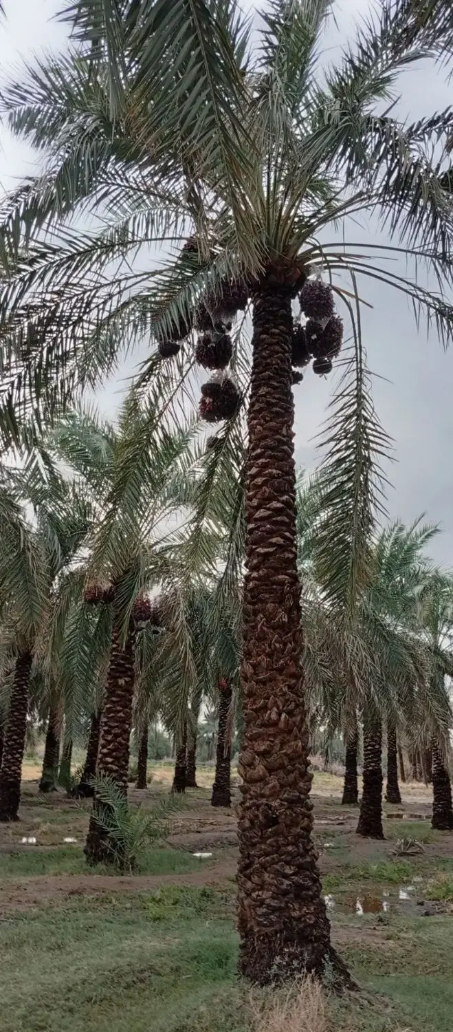 باغ خرما زمین کشاورزی اجاره و فروش