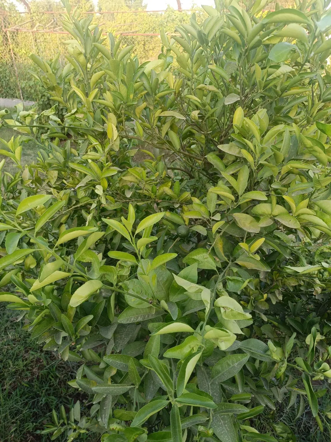 باغ فروشی