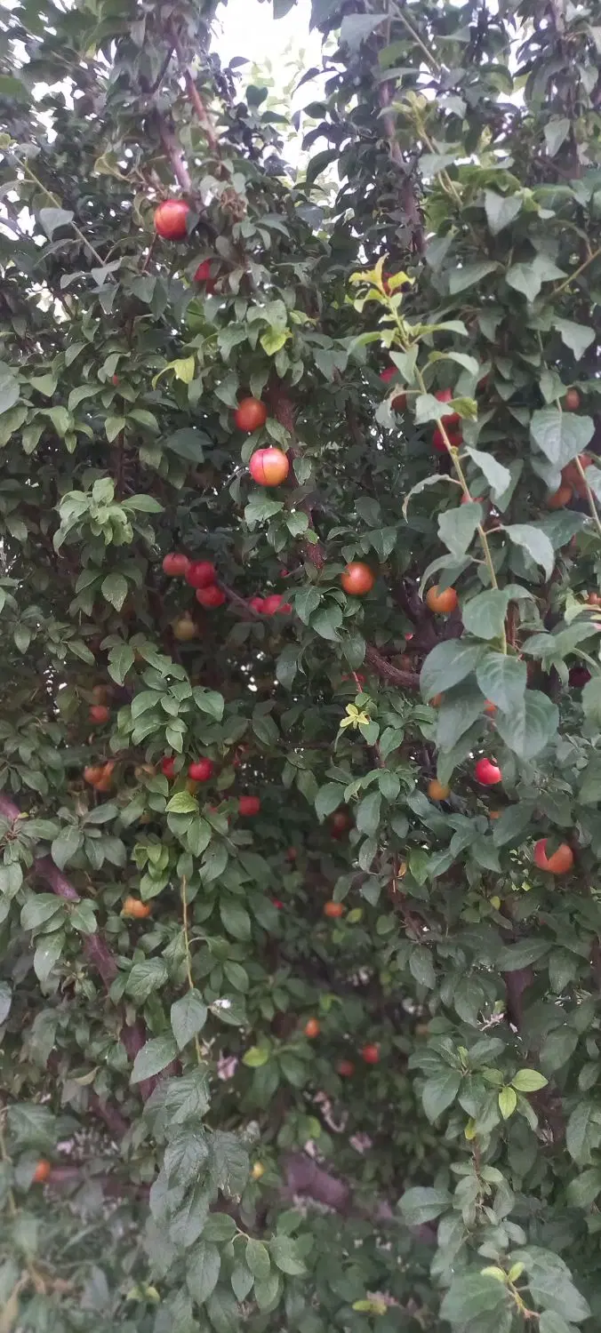 فروش باغ