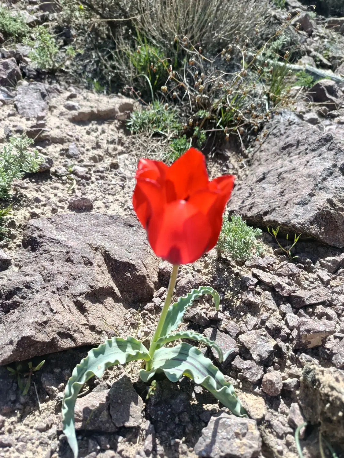 زمین فرزند اوری