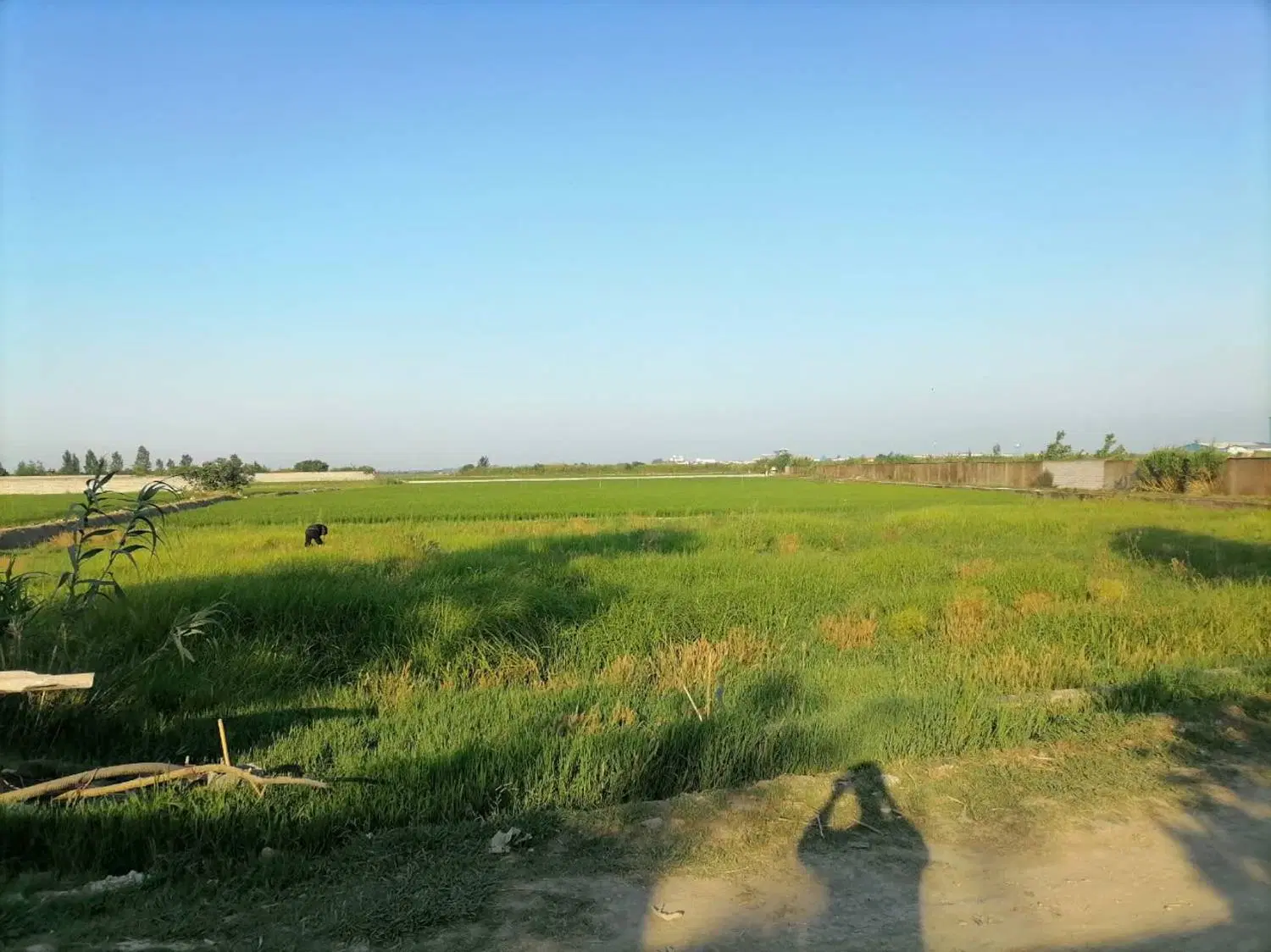 زمین سند دار کاربری باغی در بابلسر