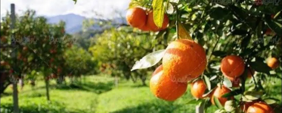 باغ ۳۰۰ متر فروش فوری
