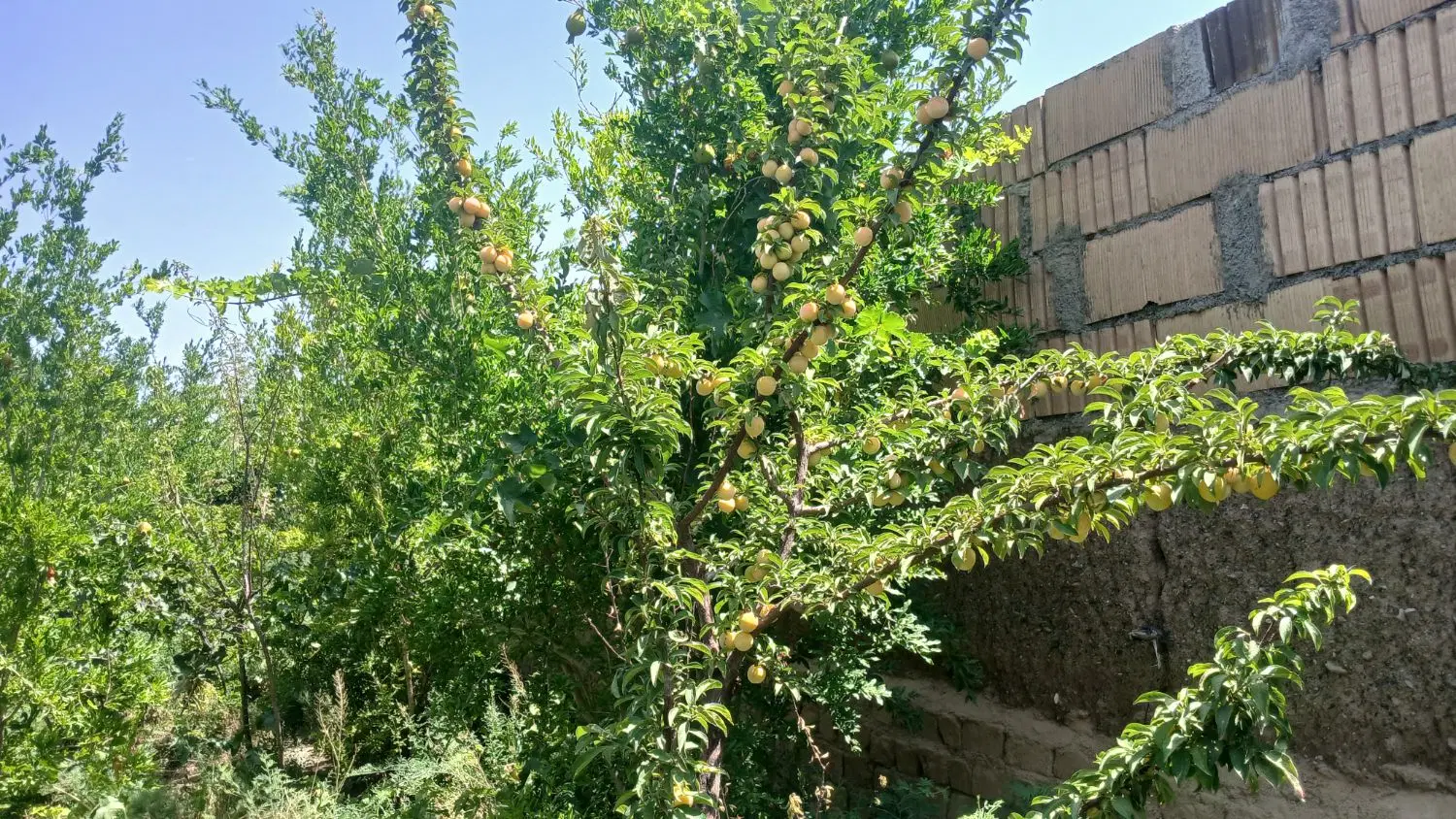 باغ بهشت در خسروجرد