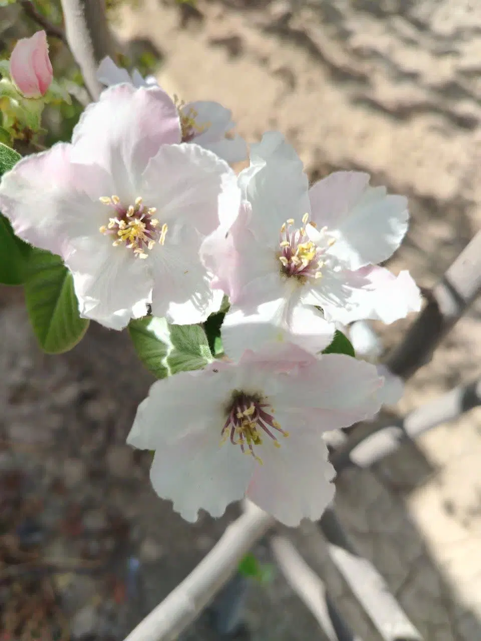 زمین باغی ویلا آماده .