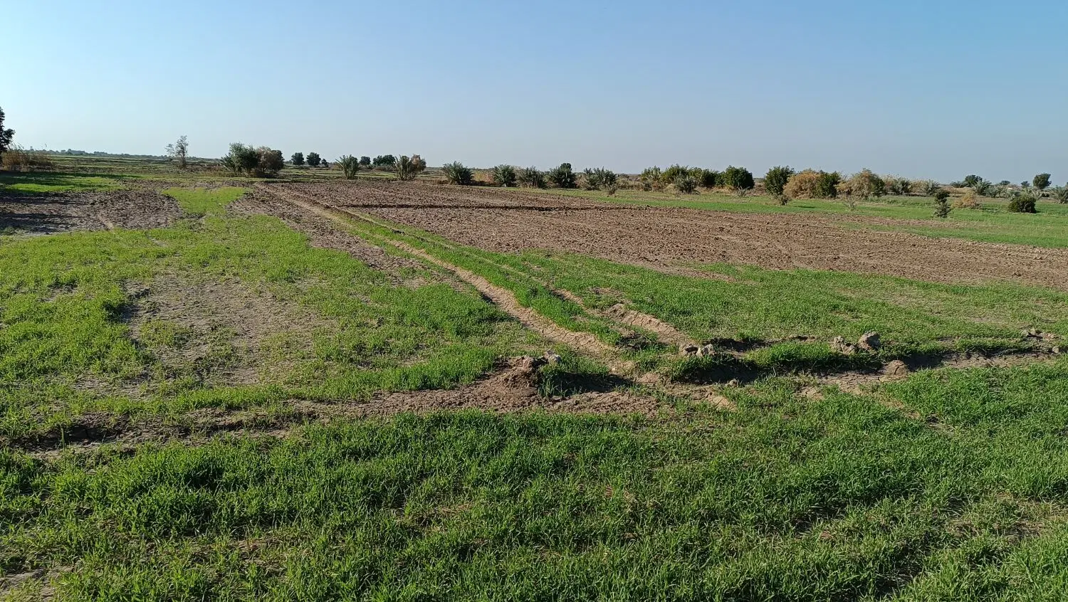 کرایه زمین کشاورزی