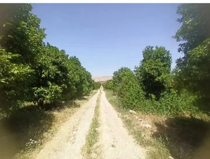 48000زمین باغی چسپیده به روستای کرونی طرح هادی