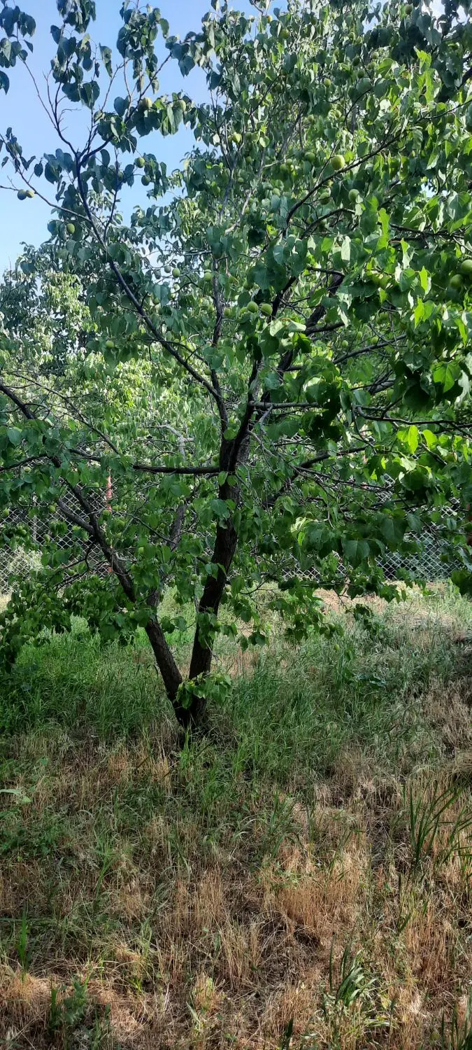باغ سنگستان در منطقه چشمه