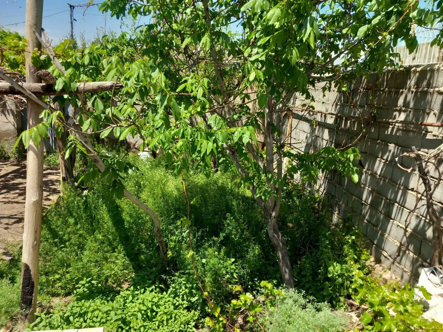 زمین کشاورزی در محموداباد سفلی