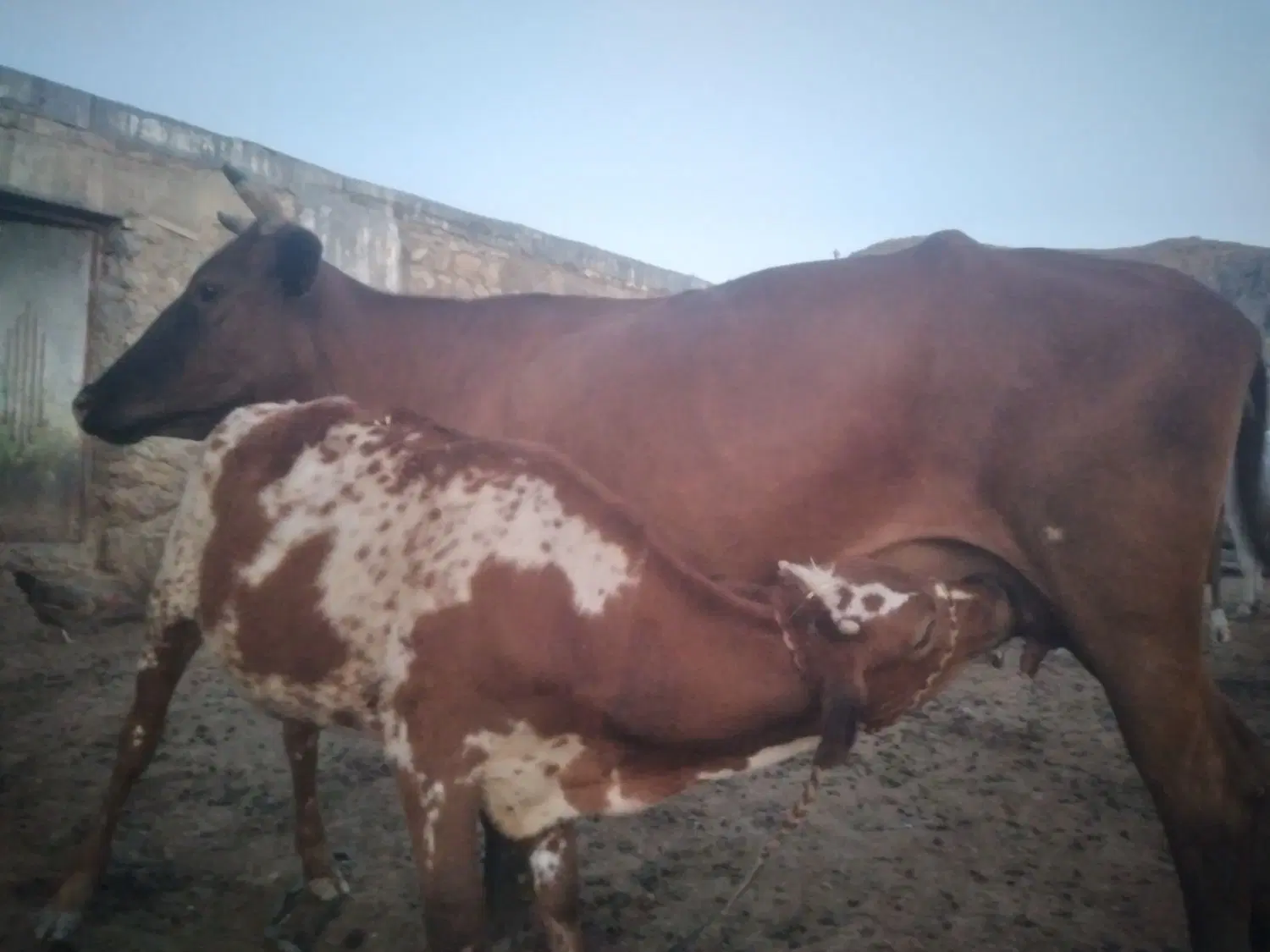 اجاره گاوداری یا دام داری