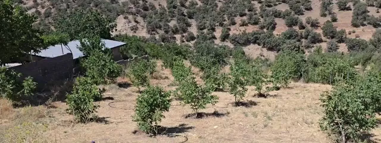 باغ تجاری
