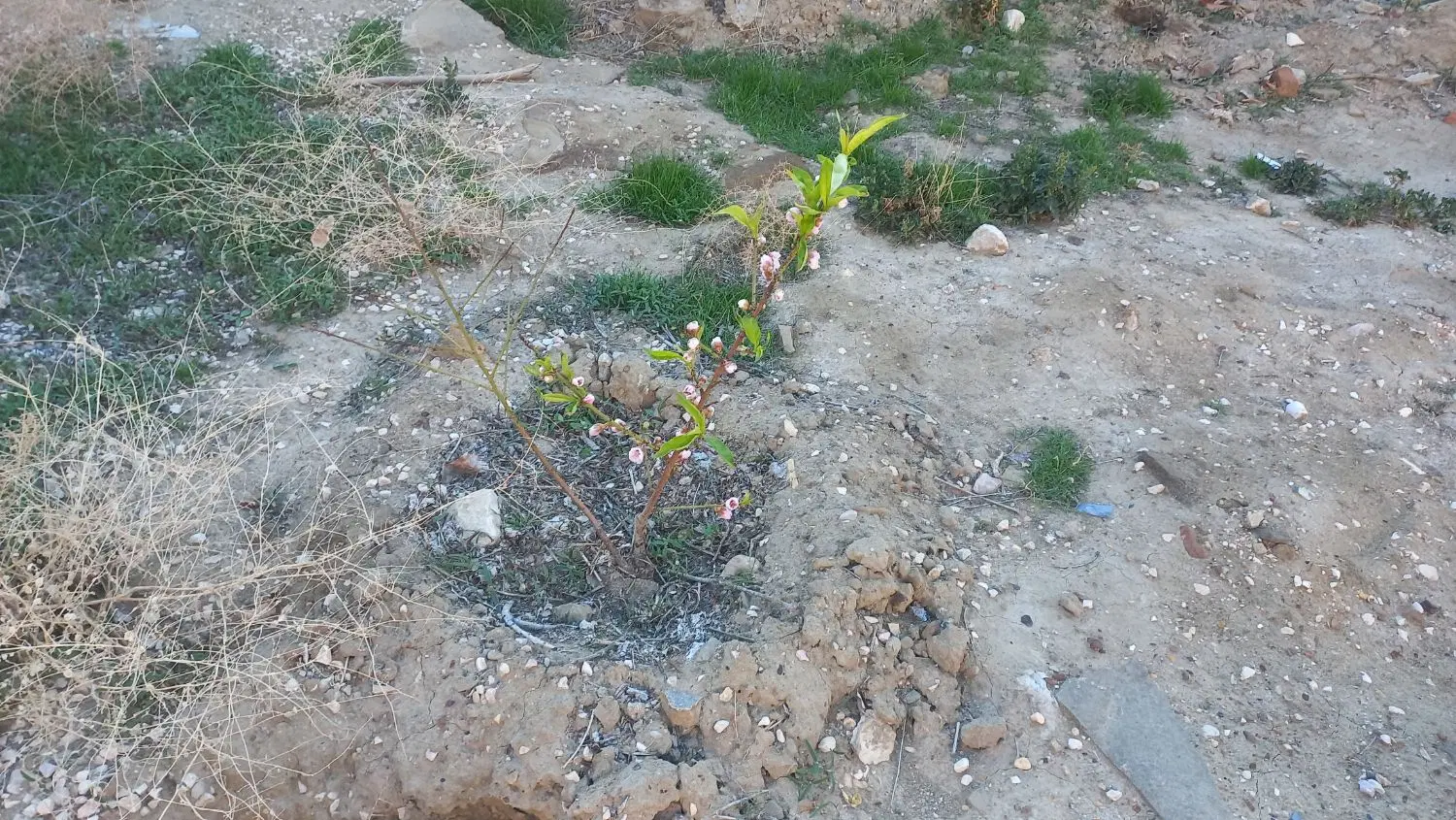 زمین مسکونی ۱۶۴.۵ متر مربع