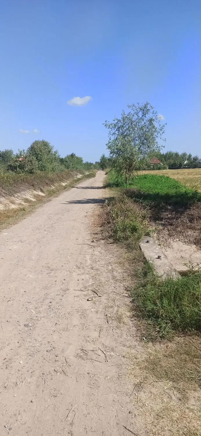 زمین کشاورزی شالیزار