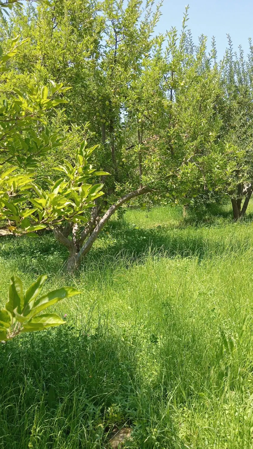 باغ لوکس ۷هزارمتر سپیدان