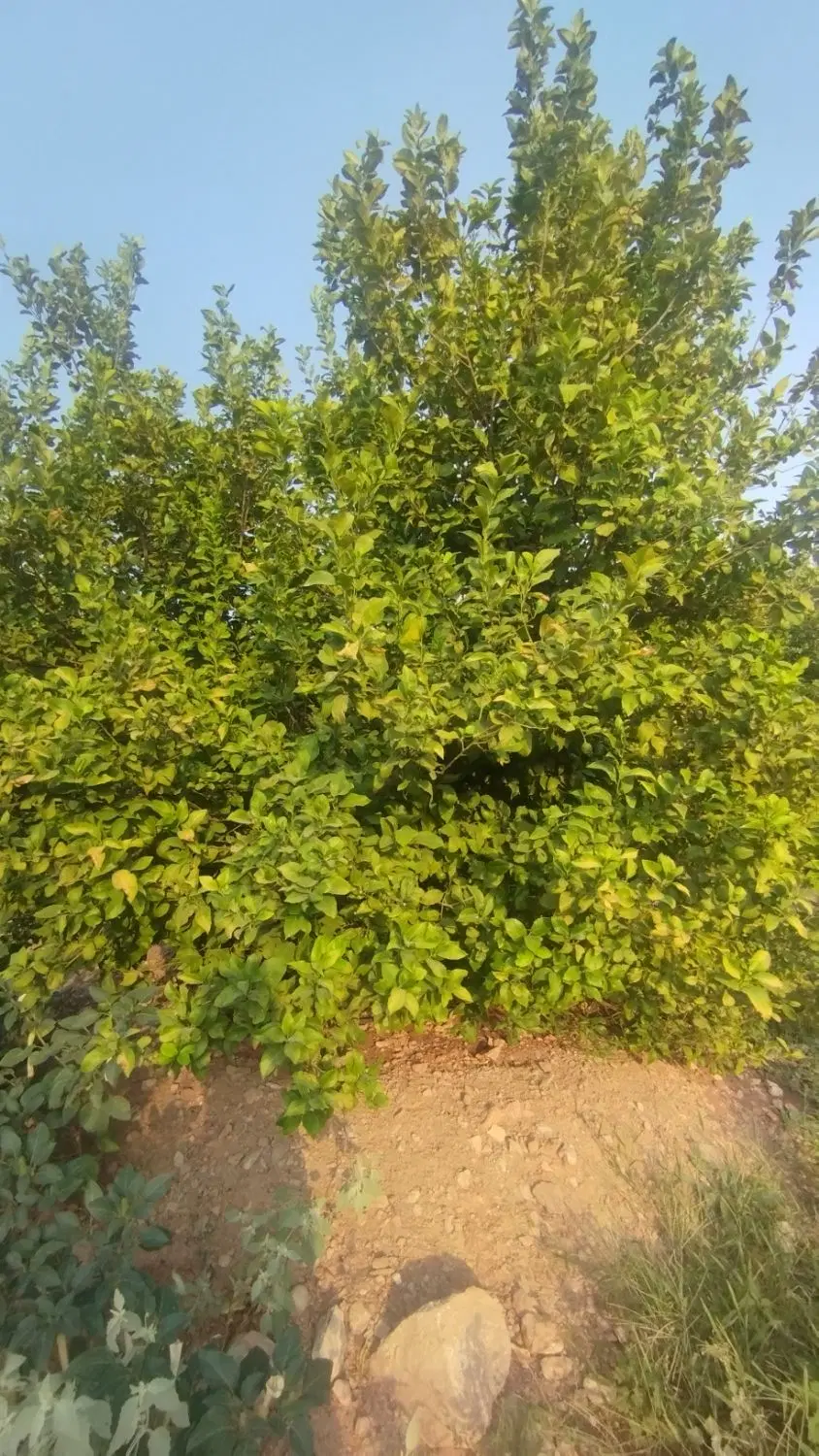 فروش ملک عباره کشاورز 10