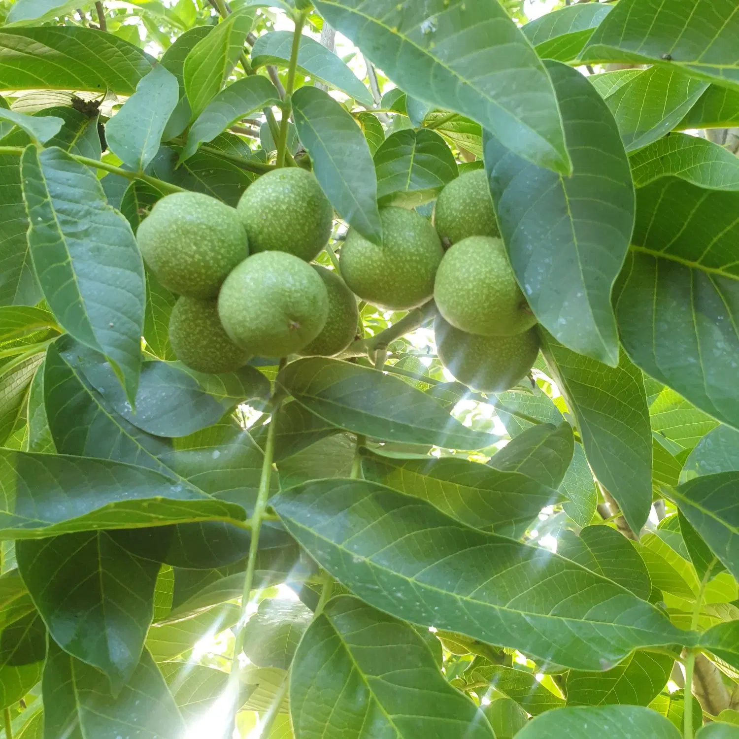 زمین کشاورزی چمچمال