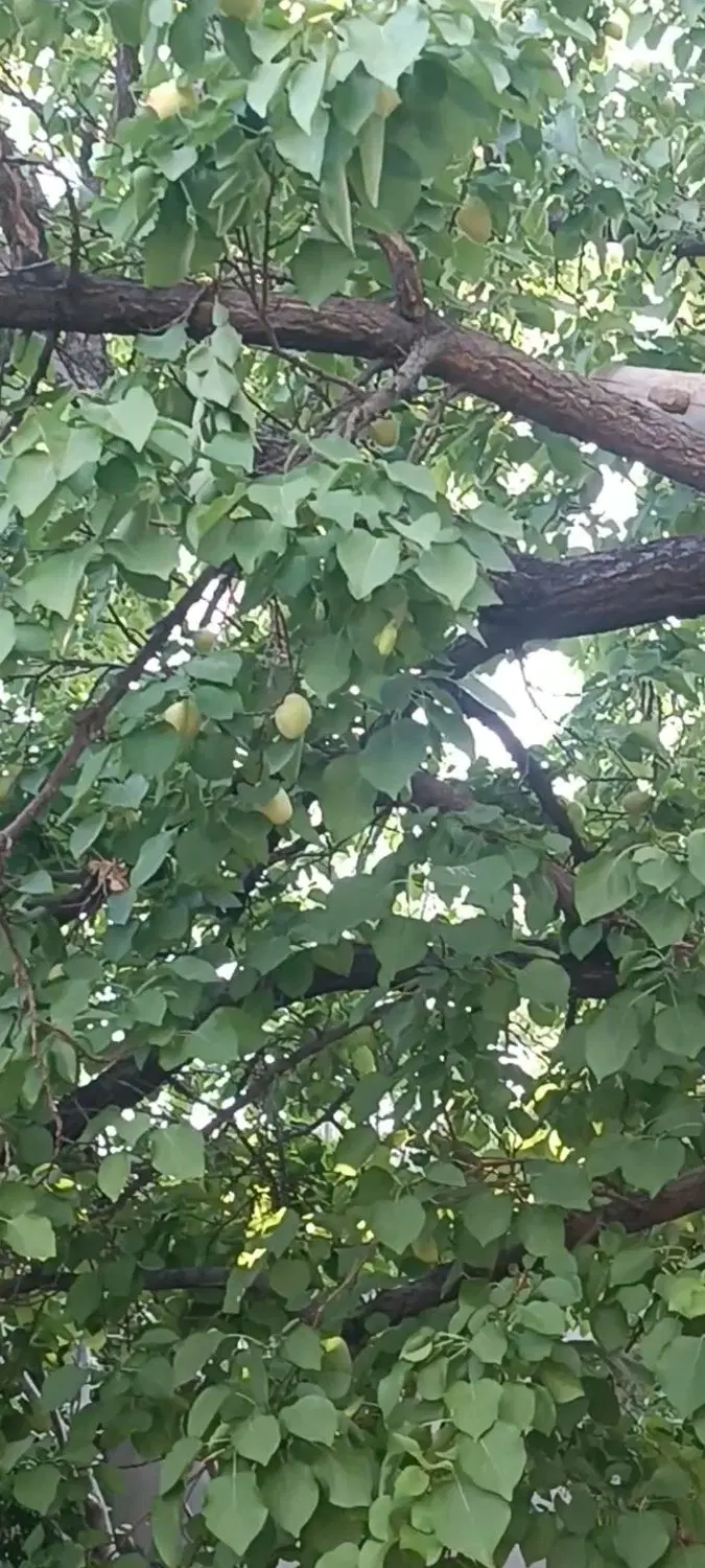 باغ ویلا سردر معزآباد