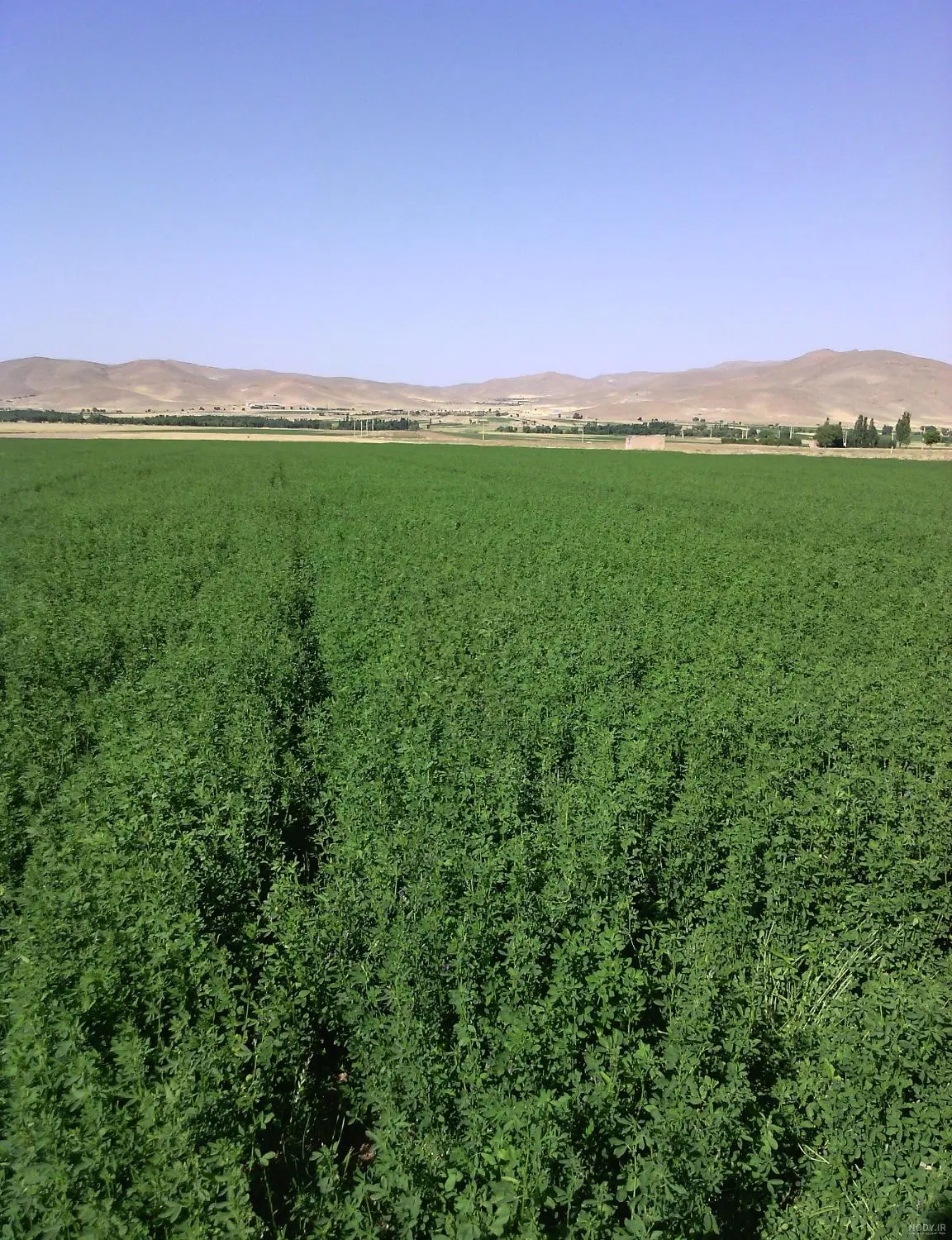 زمین کشاورزی